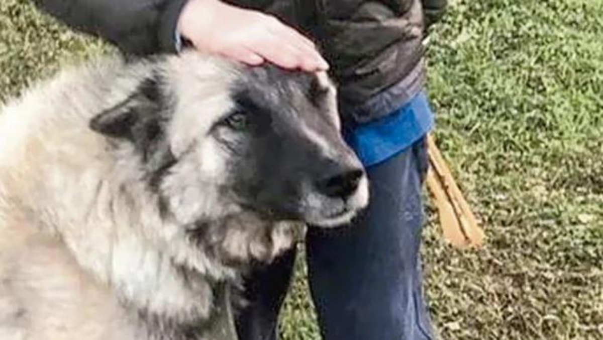 Vi ricordate il cane Rufus? Ucciso dal vicino con una spranga? Dopo tanto tempo, finalmente la prima udienza, ma lui non si è presentato. Ecco cosa è successo in aula
