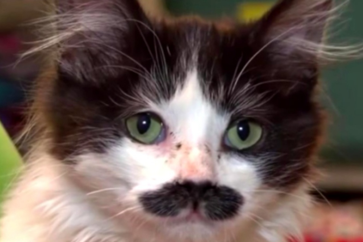La storia di Sally Ann, la gattina con i baffi abbandonata dentro un cestino per le donazioni