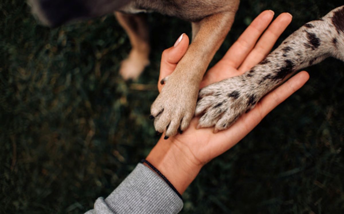 Sentenza importante per il cane One