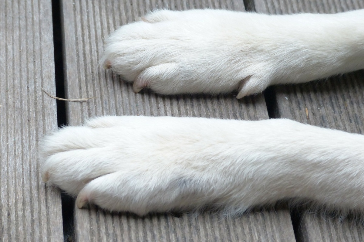 Ricordate la donna che avvelenò il cane dei vicini perché abbaiava troppo? Finalmente è stata condannata: “Una sentenza importante”