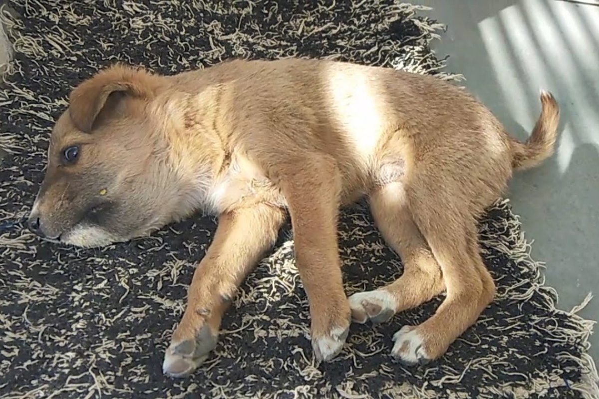 “Un animale lo ha aggredito!” La grave situazione in cui si trovava il piccolo Sprinkles