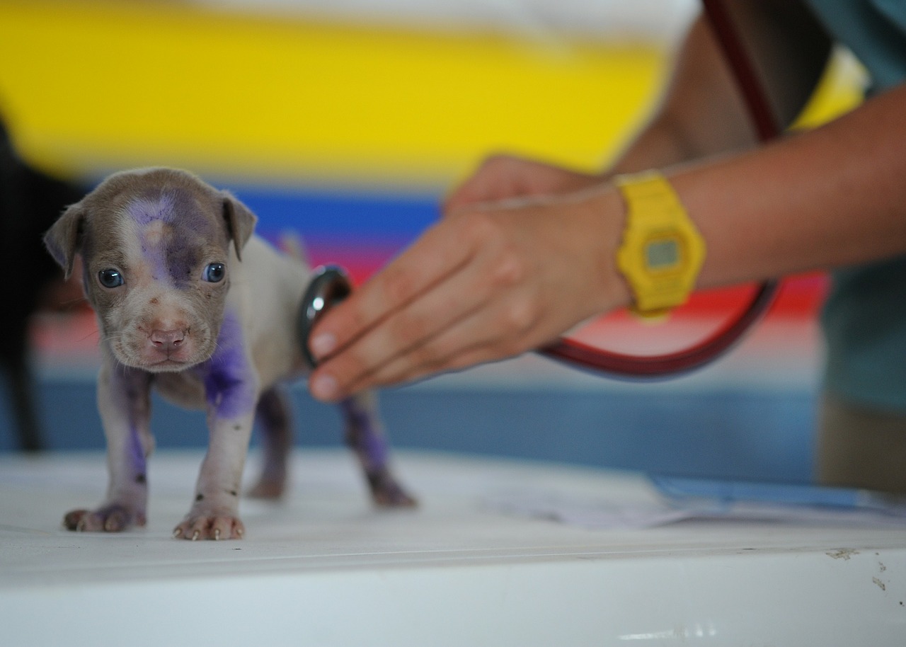 Gioca al veterinario a casa