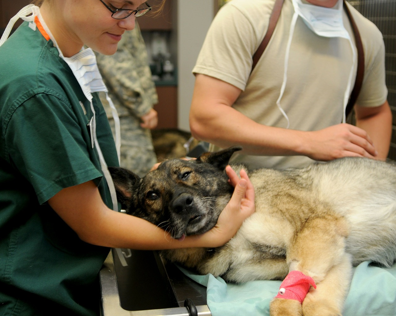 andare dal veterinario dopo mangiato