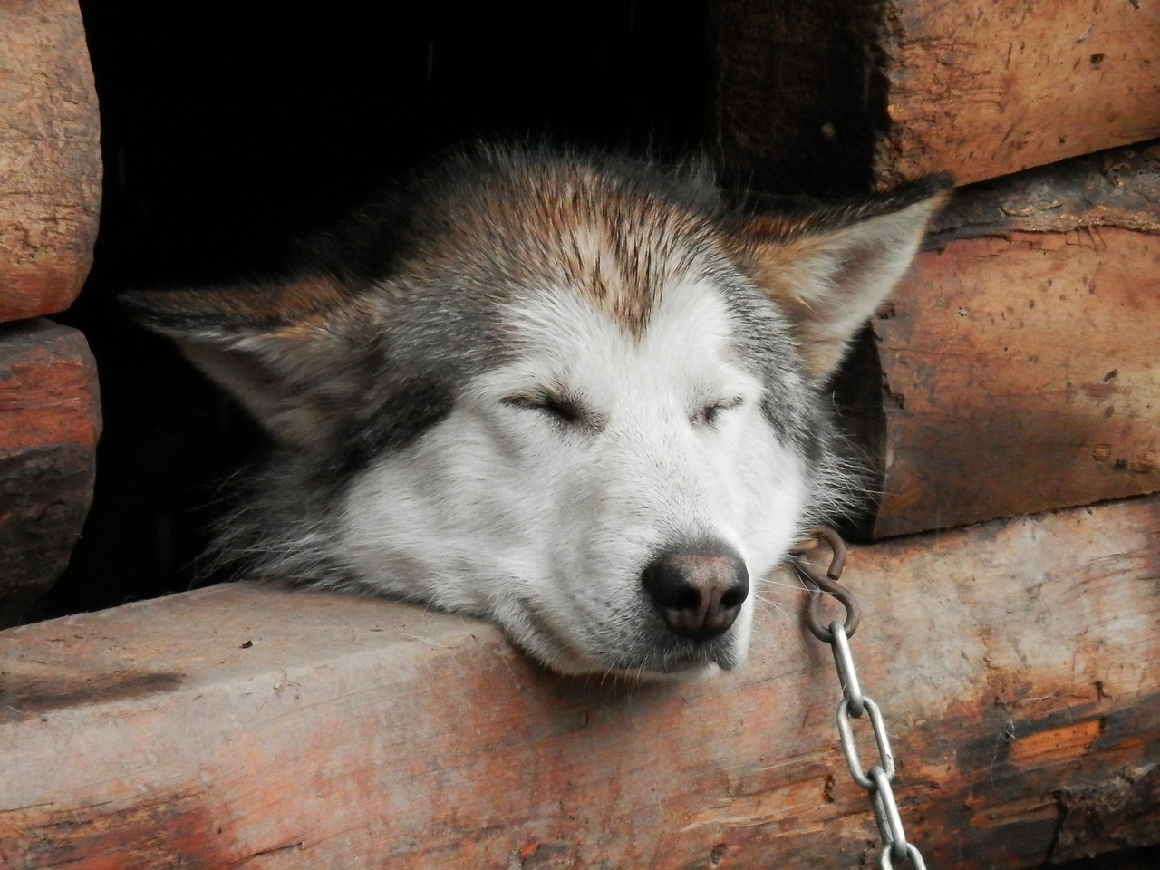 cani incatenati in un'auto