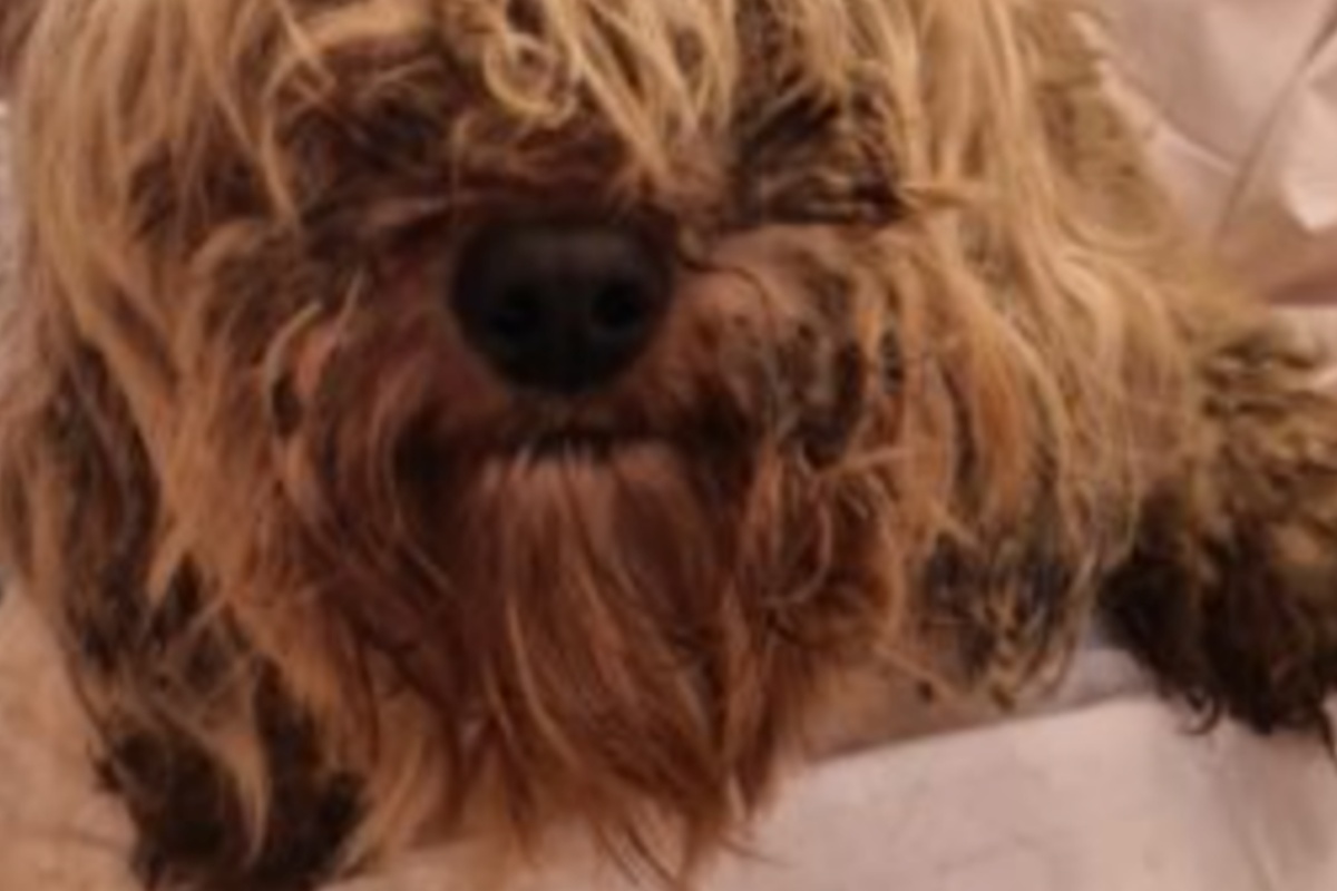 Salvati 7 cani da un allevamento: erano in condizioni molto gravi