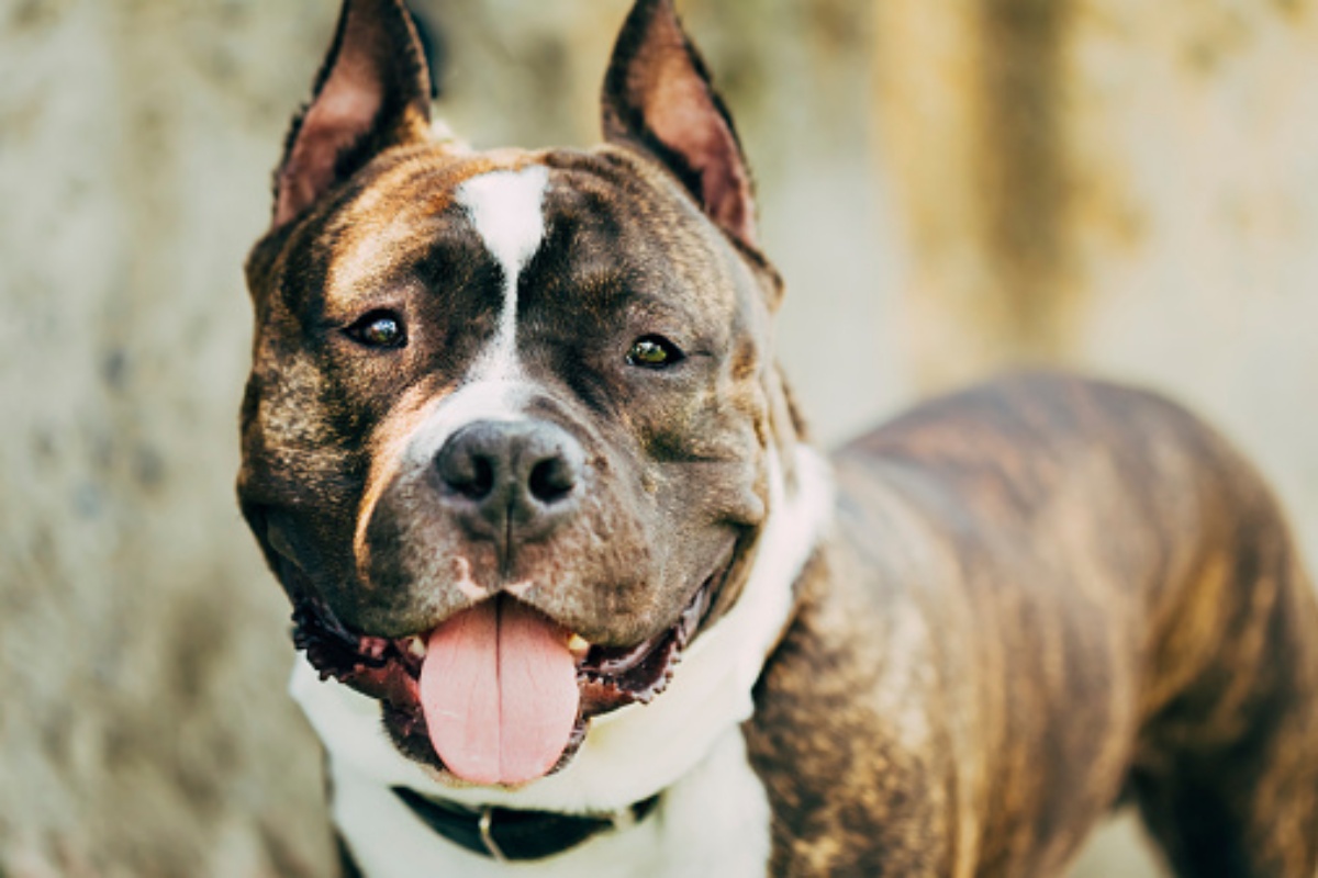 Condannato per aver tagliato le orecchie al suo Amstaff