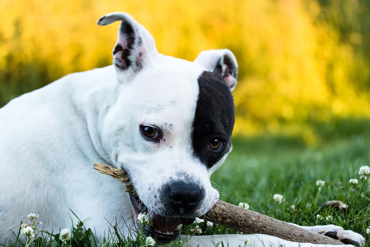 Condannato per aver tagliato le orecchie al suo Amstaff