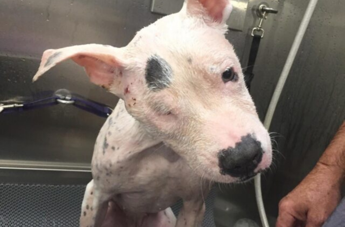 A soli sei mesi di vita, è riuscita a sopravvivere a quel martello: la storia della cagnolina Ava