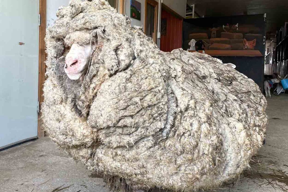 Овца шерсть 35 кг