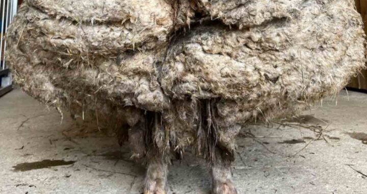 "Riusciva a malapena a muoversi. Abbiamo dovuto lavorare parecchio per scoprire chi si nascondeva lì sotto..."