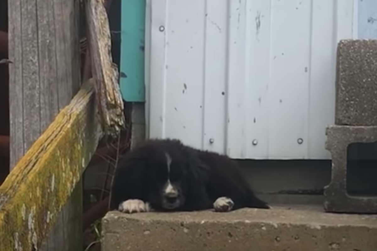 (VIDEO) Decidono di fare una sorpresa al padre, dopo che ha perso la moglie e il suo cane: quando apre gli occhi, non trattiene le lacrime