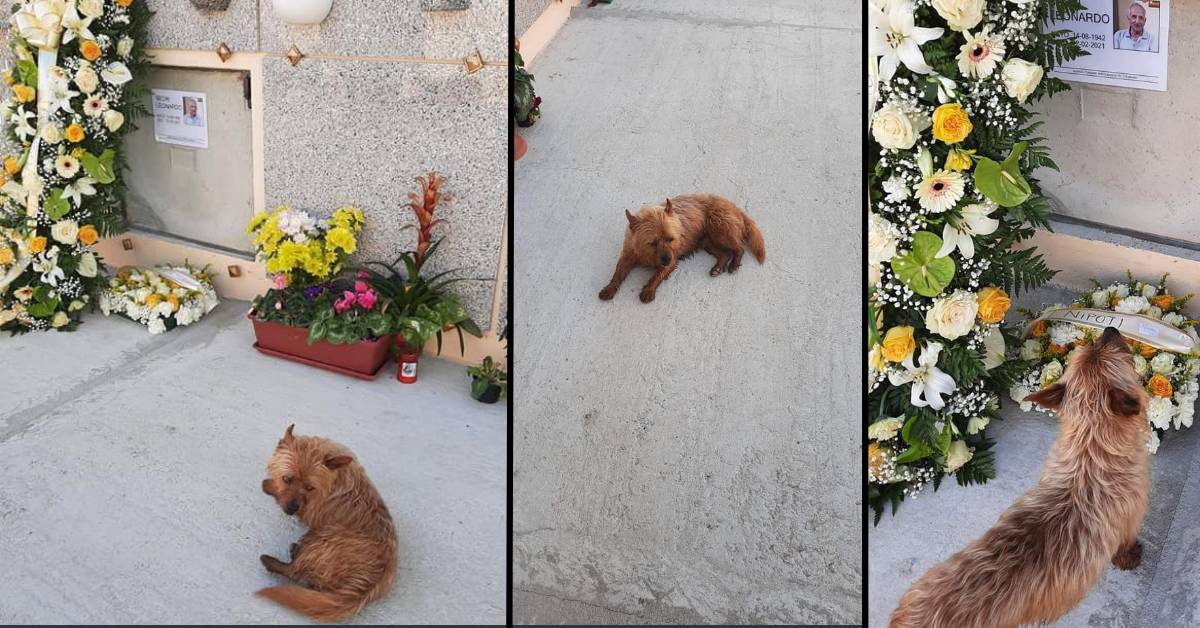 Fulmine ha perso il suo papà umano ed è scomparso. I familiari raccontano dove hanno ritrovato il cucciolo dopo qualche giorno