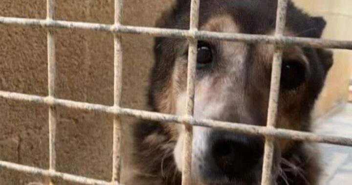 Ricordate Cella 126? Il cane senza un nome, invisibile, che da 16 anni viveva dietro le sbarre? Oggi lo ritroviamo così