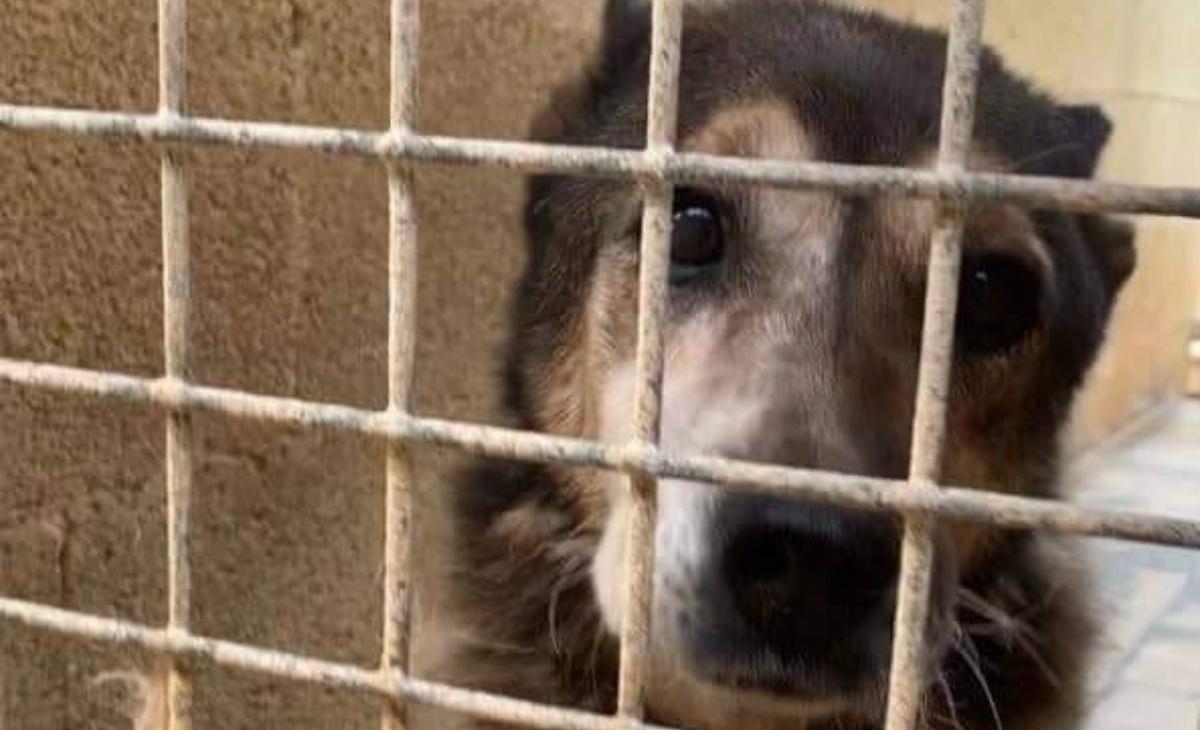 Ricordate Cella 126? Il cane senza un nome, invisibile, che da 16 anni viveva dietro le sbarre? Oggi lo ritroviamo così