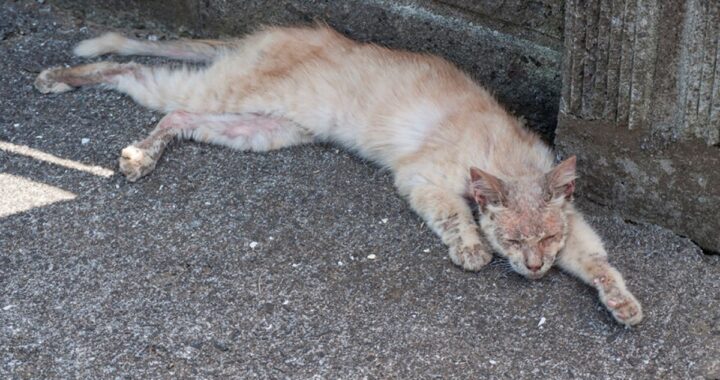 Vi ricordate di quel gatto randagio che si presentò a casa di un fotografo in gravissime condizioni? Eccolo quattro anni dopo