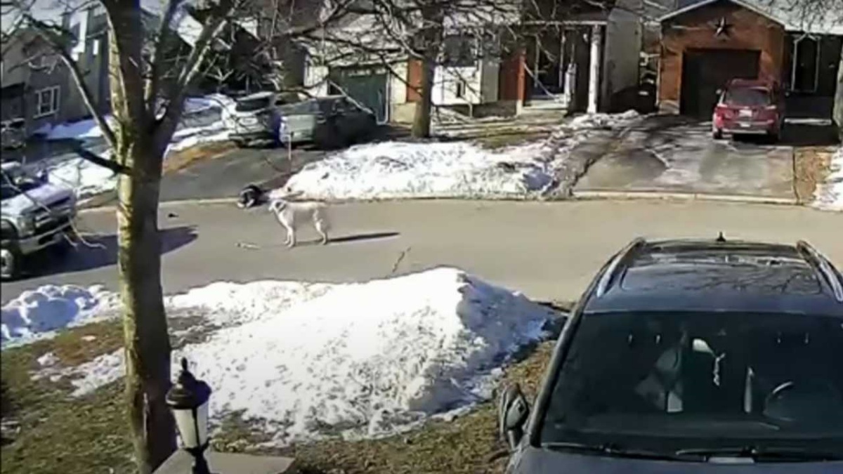 (VIDEO) La proprietaria si sente male in mezzo alla strada, il cane ferma le macchine e cerca di proteggerla