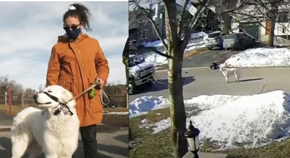 (VIDEO) La proprietaria si sente male in mezzo alla strada, il cane ferma le macchine e cerca di proteggerla