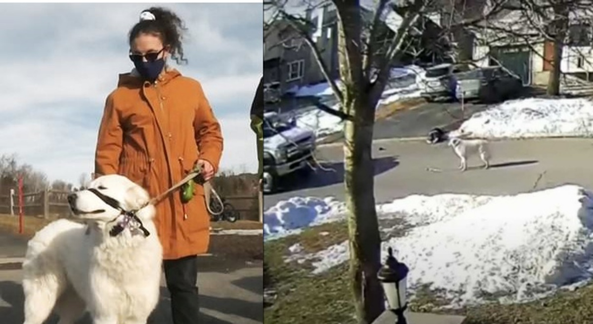 (VIDEO) La proprietaria si sente male in mezzo alla strada, il cane Clover ferma le macchine e cerca di proteggerla