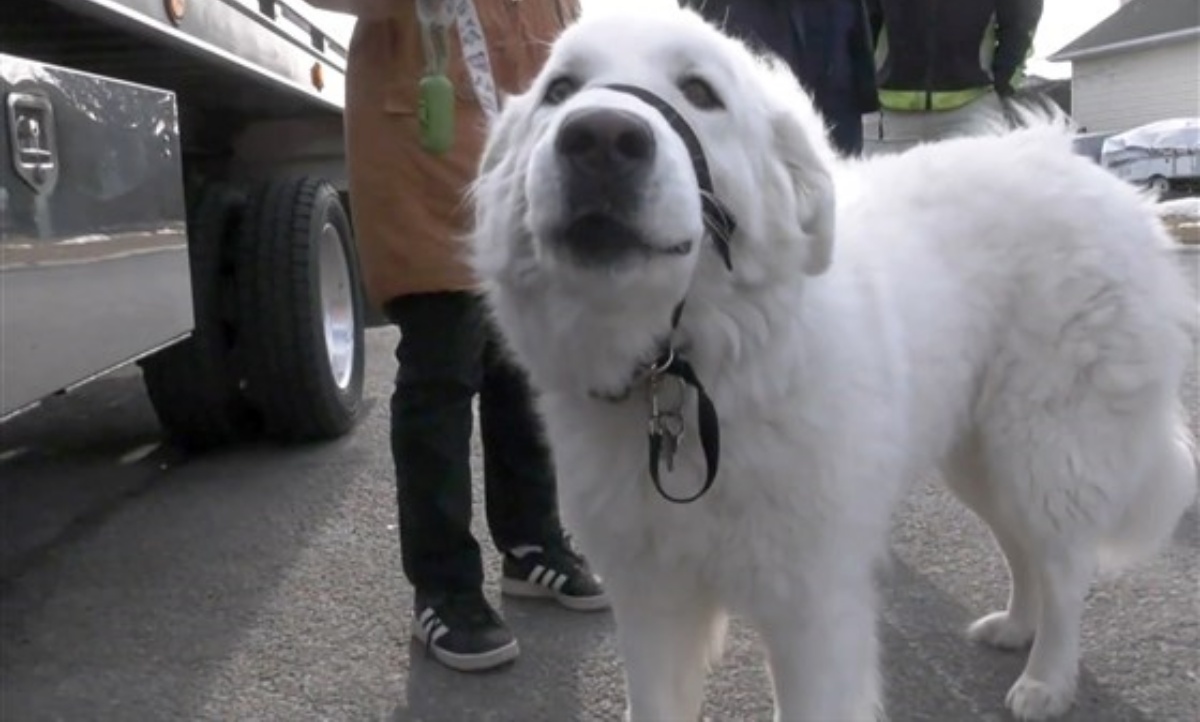 (VIDEO) La proprietaria si sente male in mezzo alla strada, il cane ferma le macchine e cerca di proteggerla