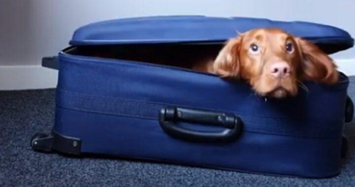 Cocker spaniel vede la valigia del suo proprietario vuota e si infila dentro preoccupato di perdere il posto per colpa dei vestiti (VIDEO)
