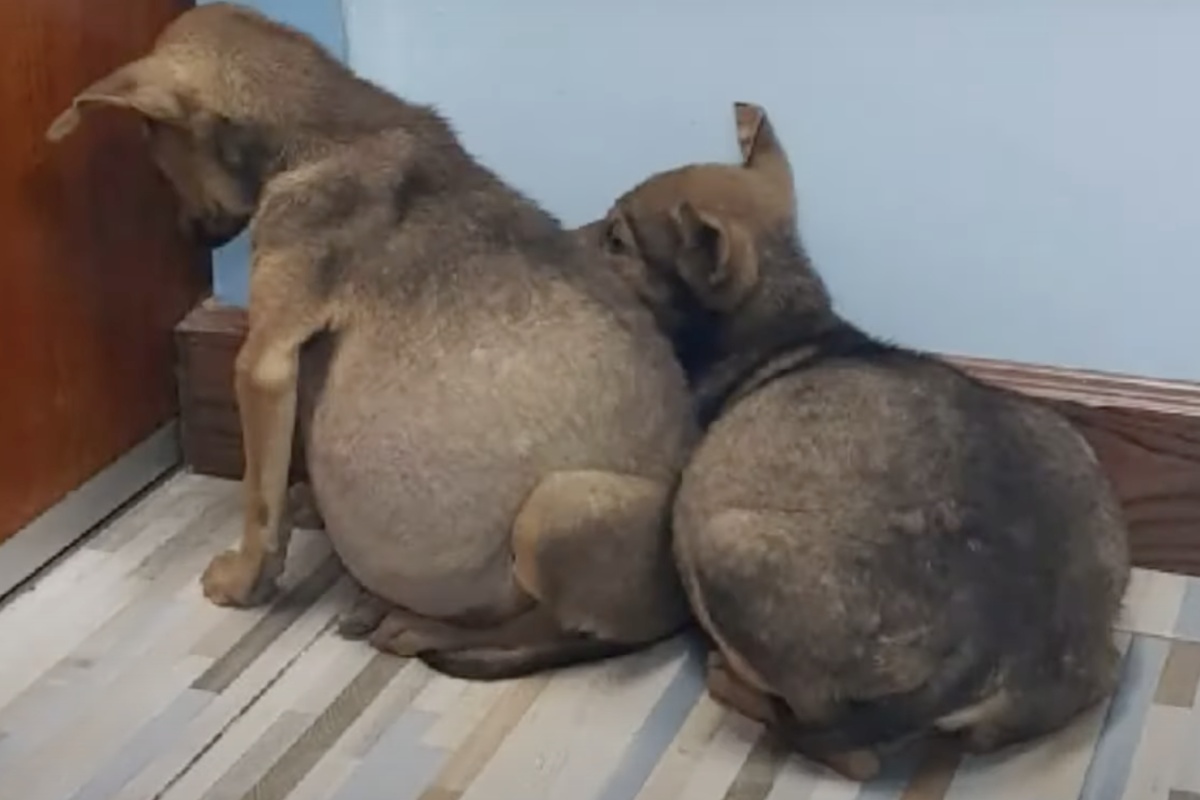 Due cuccioli gonfi salvati all'ultimo minuto