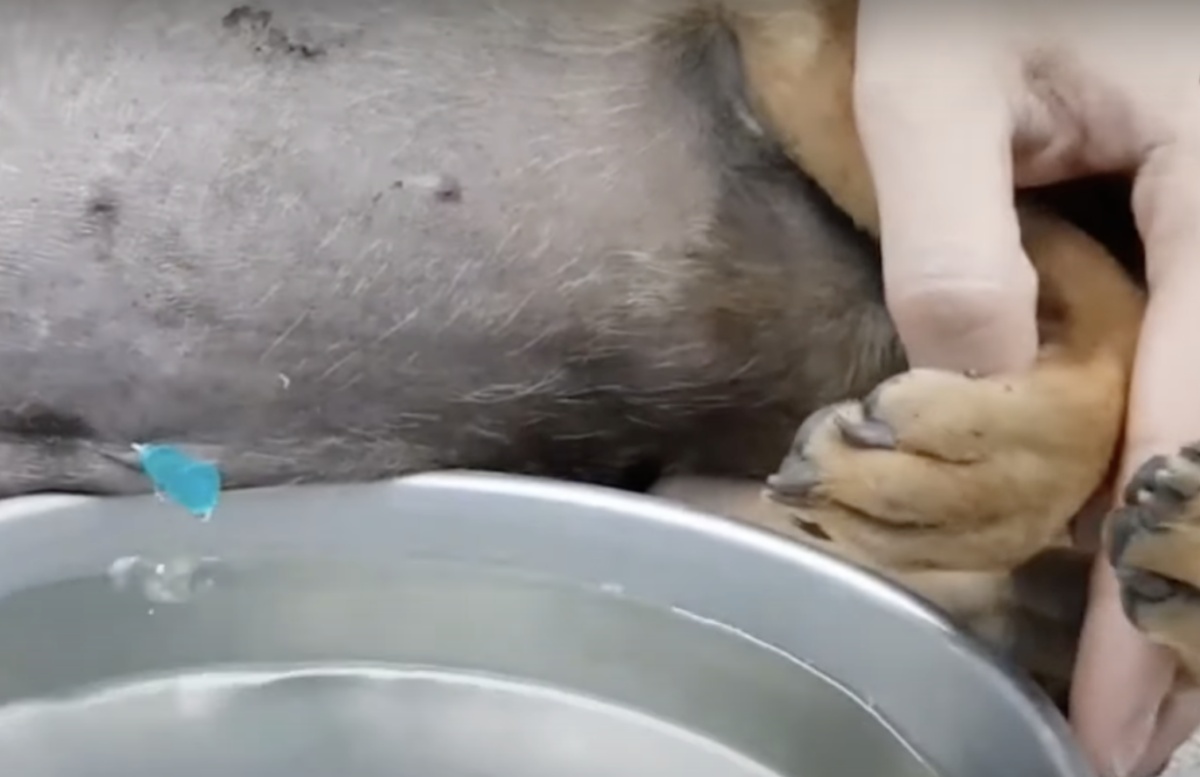 Due cuccioli gonfi salvati all'ultimo minuto
