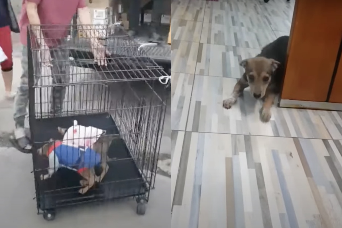 “Non capivamo cosa avessero sul loro piccolo stomaco, ma dovevamo agire con velocità”
