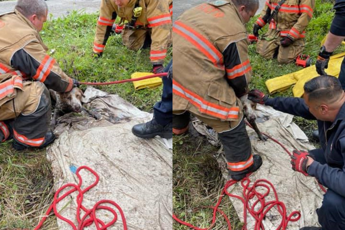 Il difficile salvataggio di un cucciolo cieco e sordo