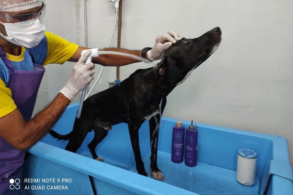 Cucciolo malato si presenta alla clinica veterinaria
