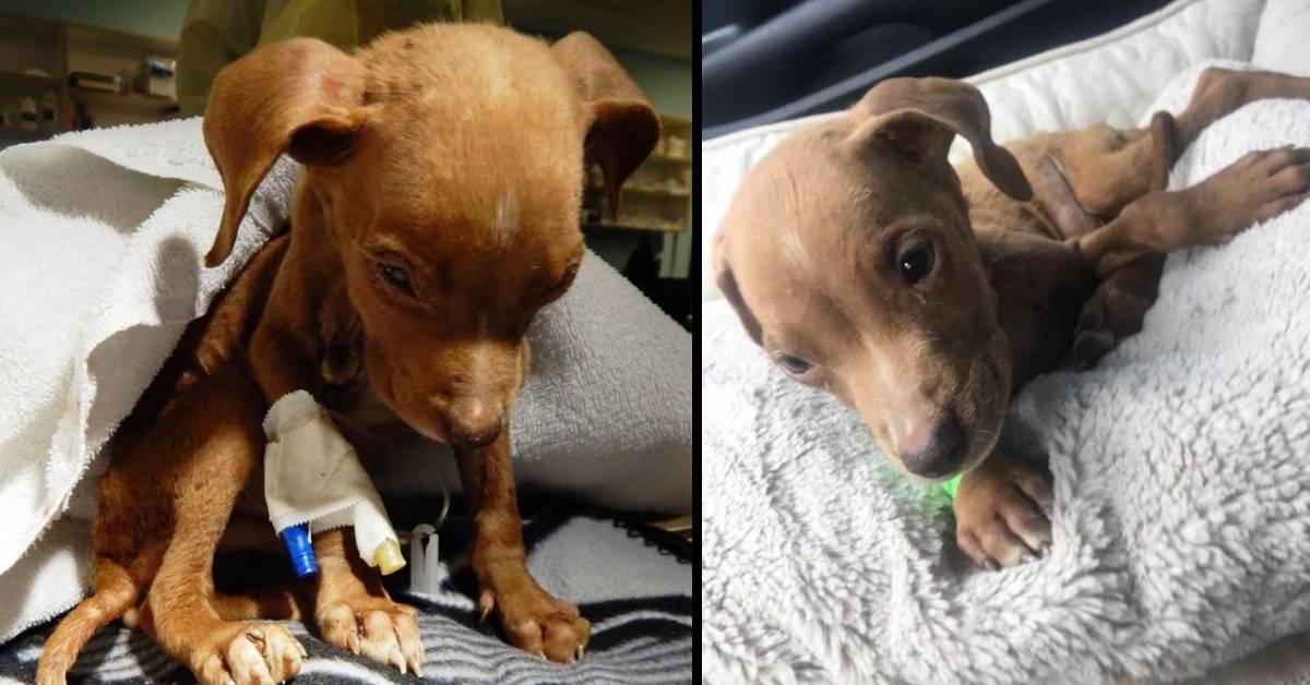 Salvano un cucciolo malnutrito. Tutti pensavano fosse un bassotto e, invece, dopo un po’ hanno capito l’errore
