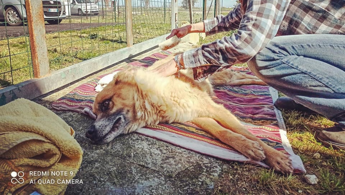 È stato trovato riverso nel suo box: la storia del cane Edo