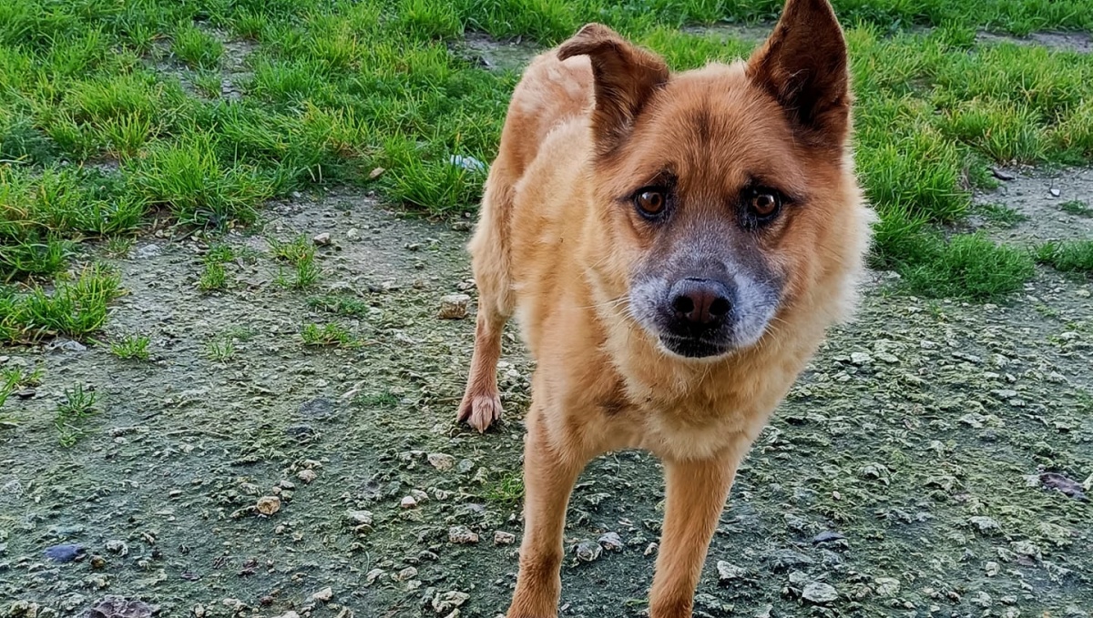 La storia del cane Edo