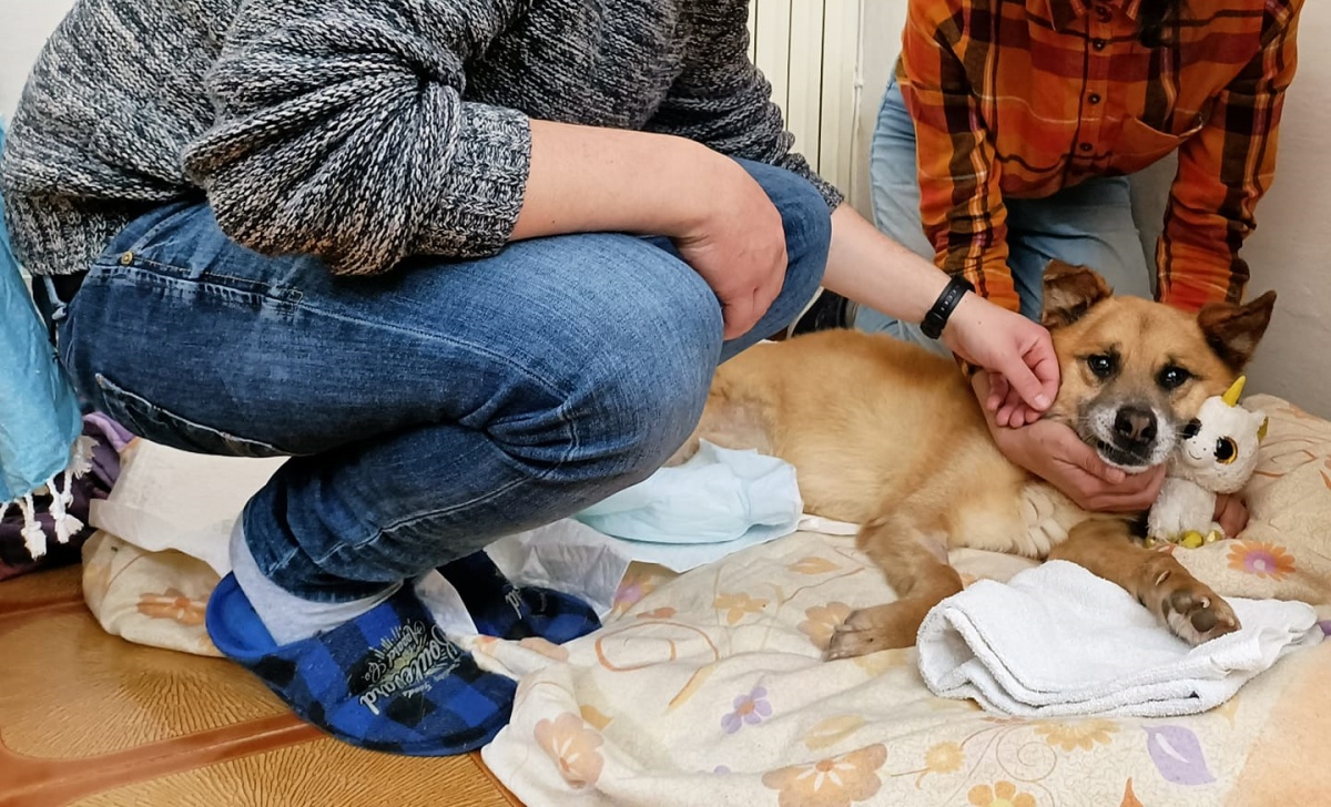 La storia del cane Edo