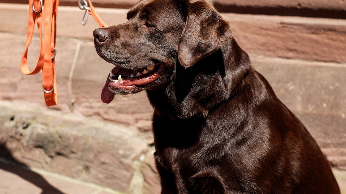 La scomparsa del cane Ettore