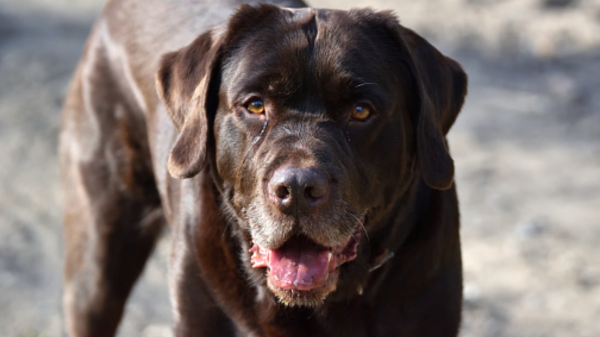 La scomparsa del cane Ettore