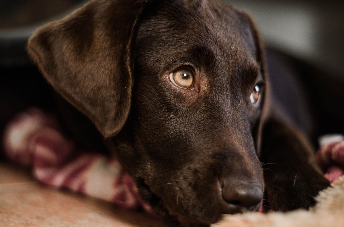 La scomparsa del cane Ettore 