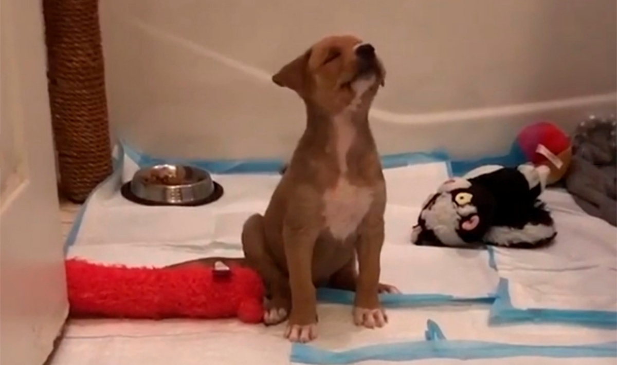 “Ho capito subito che non era una cagnolina come le altre. Lei aveva bisogno di una dose speciale d’amore”
