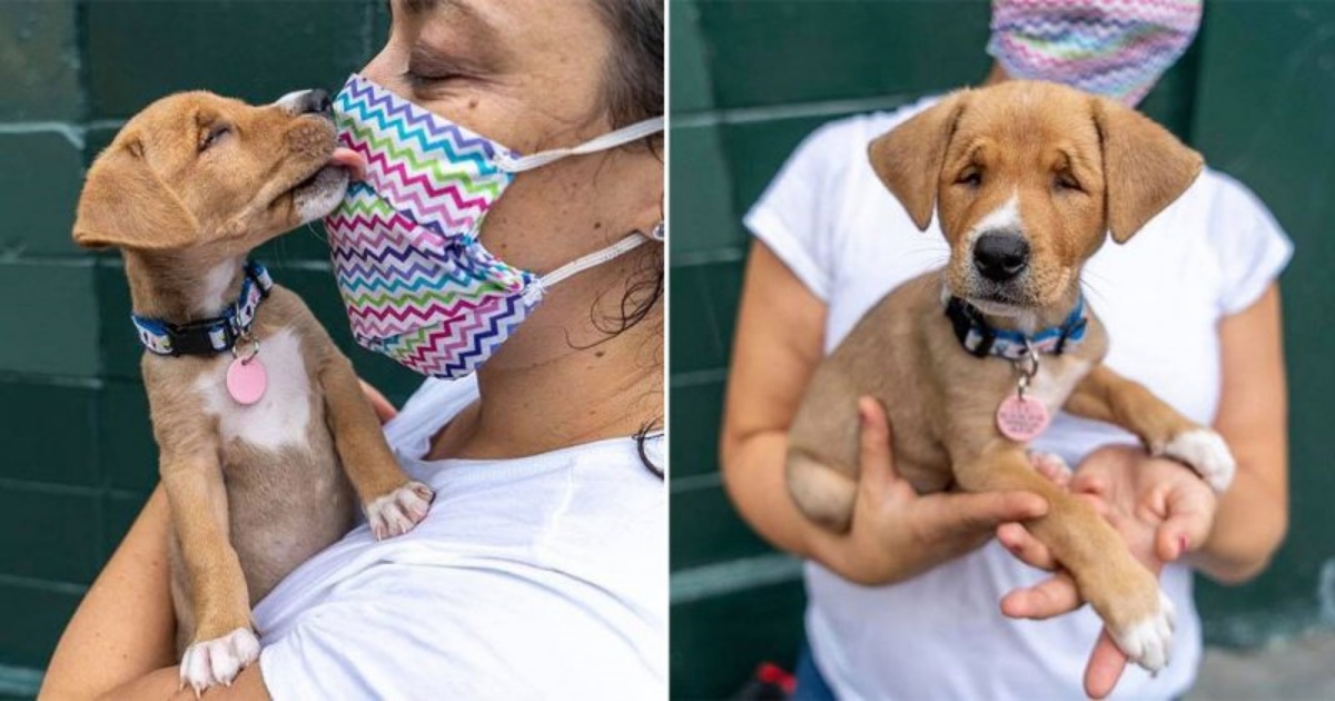 Il salvataggio del cagnolino Faith