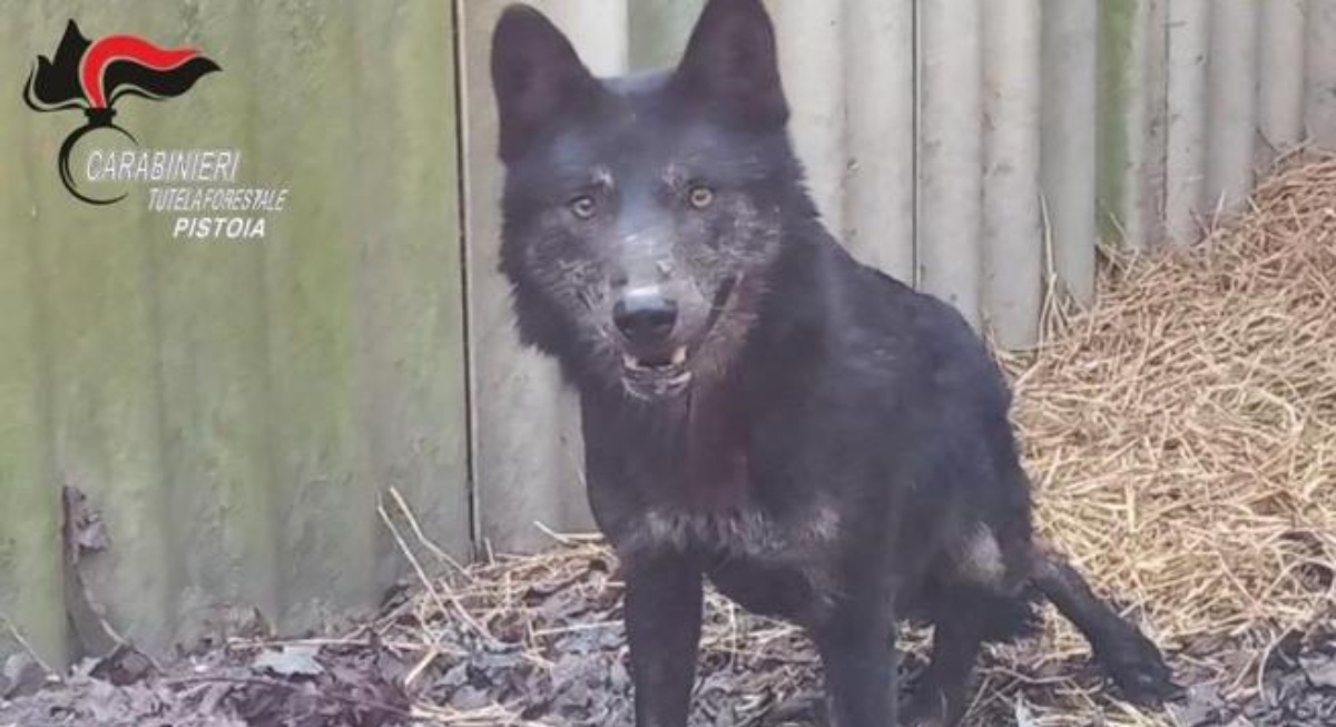 PISTOIA – La storia di Gandalf, salvato dopo un incidente e poi adottato: dopo anni la famiglia si accorge che non era affatto un cane