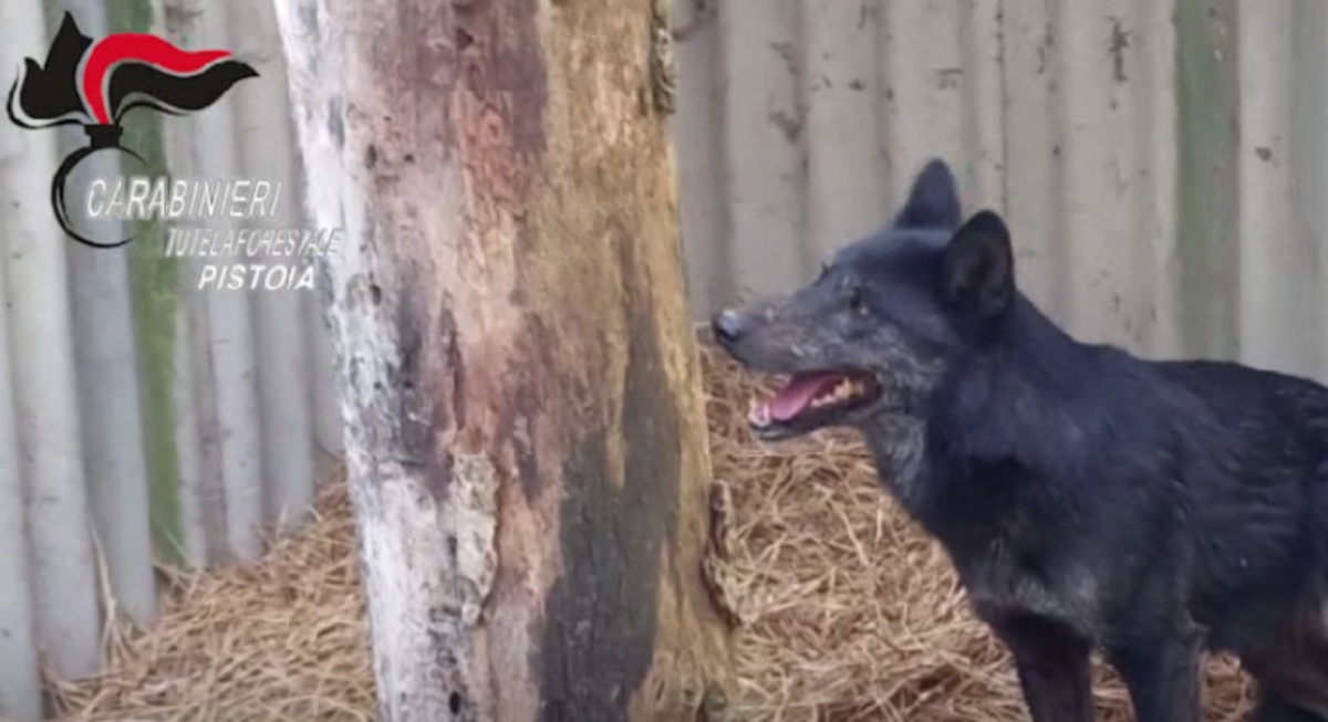 La storia di Gandalf, il lupo scambiato per un cane