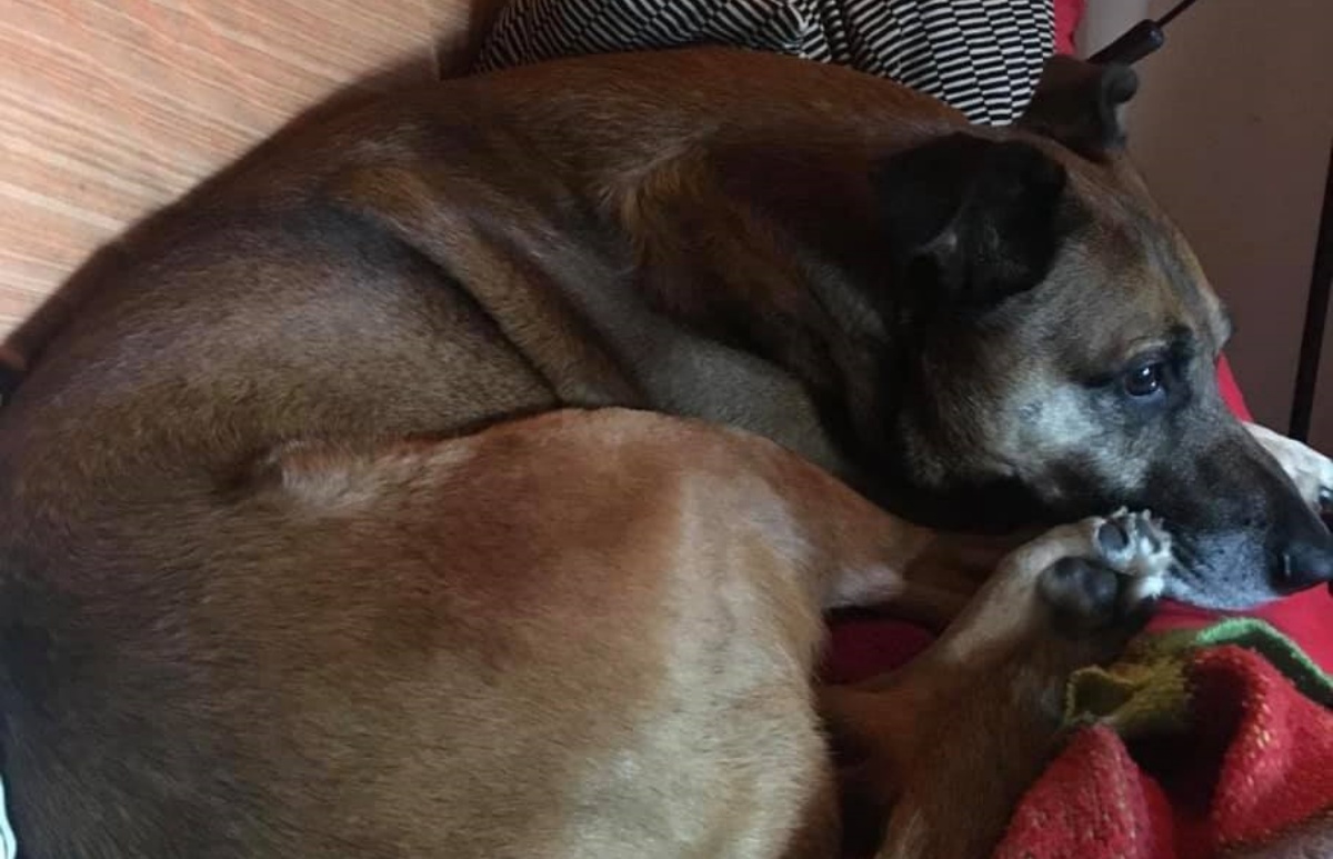 Muore in casa da solo, il cane Gigi veglia il suo corpo per tutto il tempo