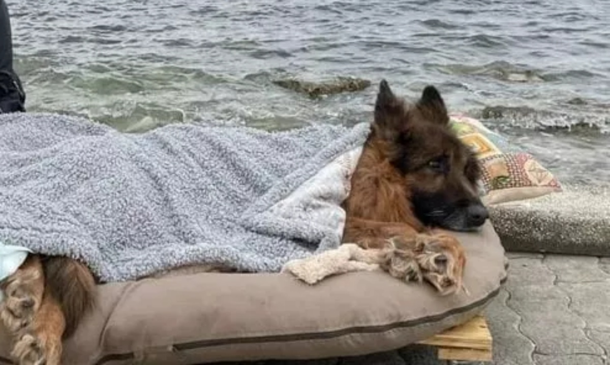 Abbandonato perché troppo malato: l’ultimo commovente addio al cane Heart