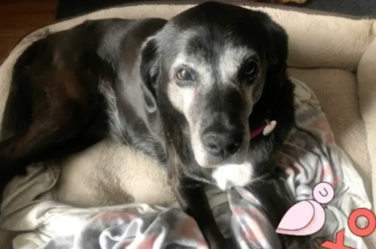 Heidi Weber e il cane Ruby