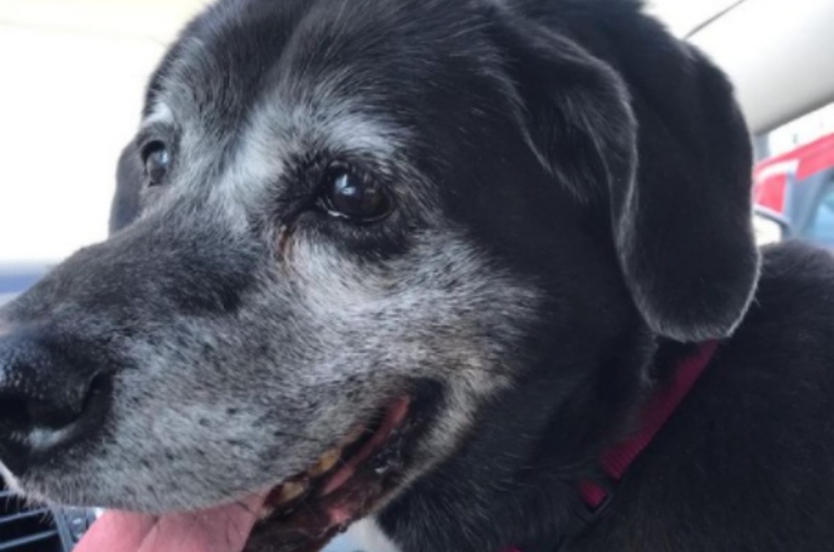 “Dopo la sua morte, mi ero promessa di non volere mai più un altro cane, poi però…”