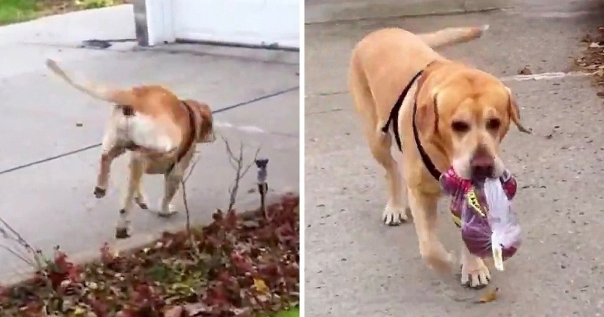 Il cane aiuta il suo papà con le buste, per un solo e unico scopo: ecco cosa vuole da lui
