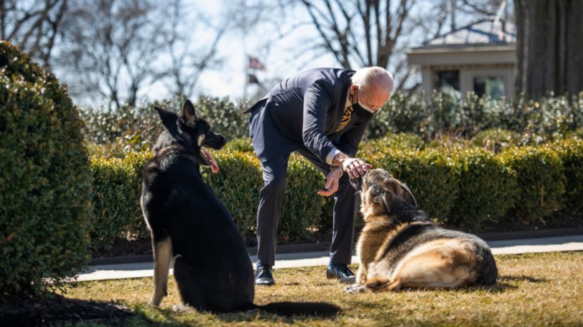Allontanati dalla Casa Bianca i cani di Joe Biden