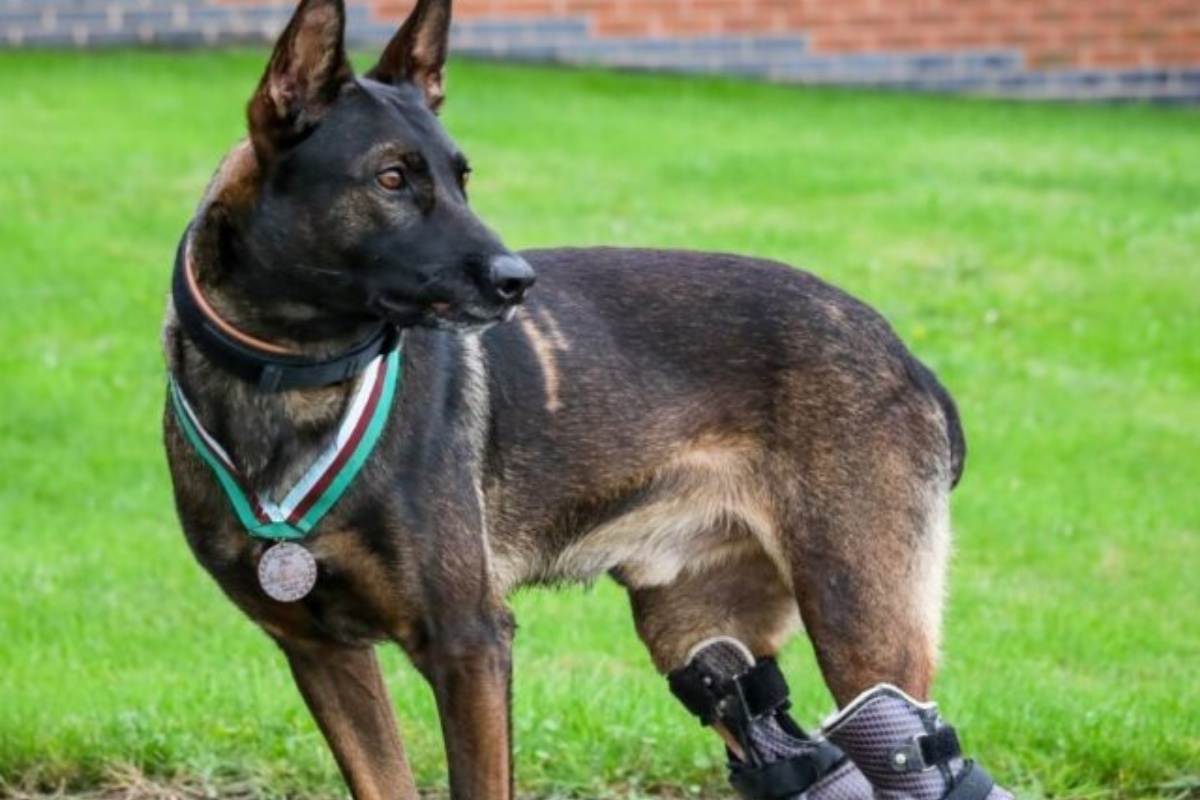Il coraggioso intervento per salvare la vita ai suoi colleghi umani, è valso al cane soldato un valoroso riconoscimento