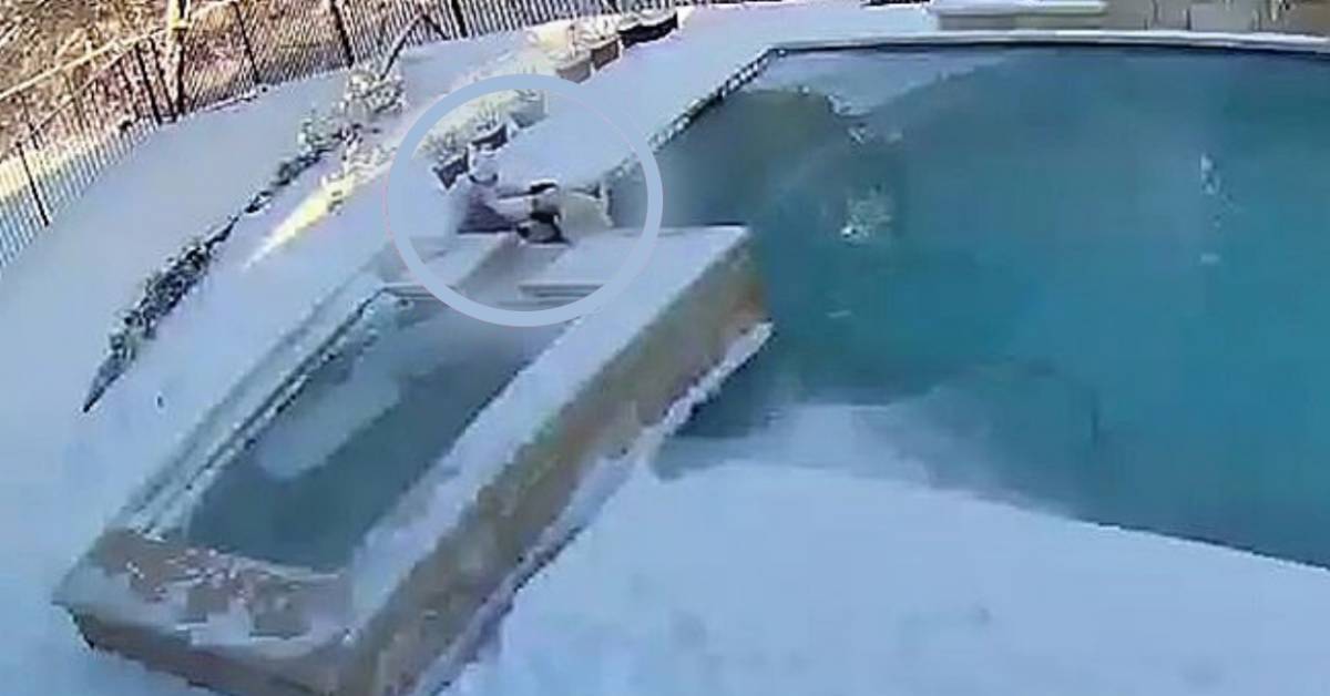 All’improvviso, il cucciolo di labrador è finito nella piscina ghiacciata (VIDEO)