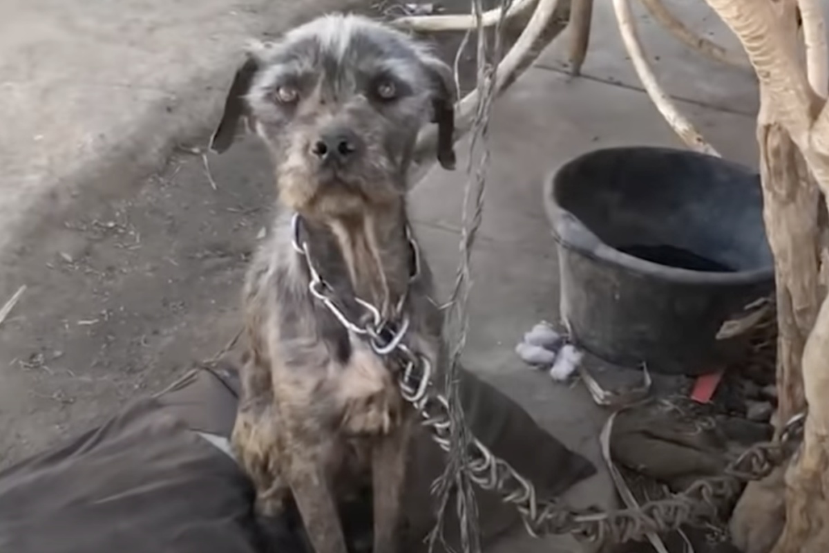 “Quando mi hanno chiamata, non immaginavo che la situazione di quei cagnolini fosse così grave”