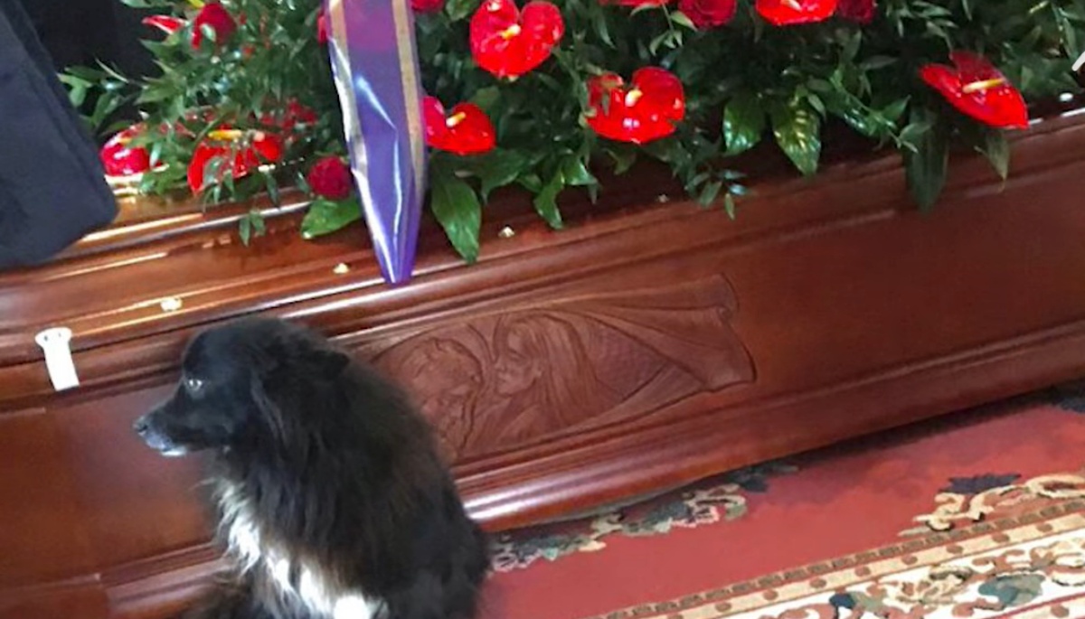 Dopo una vita insieme, non abbandona il suo papà e lo accompagna durante l’ultimo viaggio: la commovente storia del cane Mario